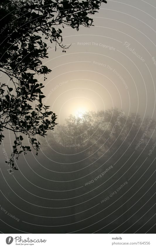 früh um 7.10 uhr Farbfoto Außenaufnahme Menschenleer Textfreiraum rechts Hintergrund neutral Morgen Sonnenaufgang Sonnenuntergang Landschaft Herbst Wetter Nebel