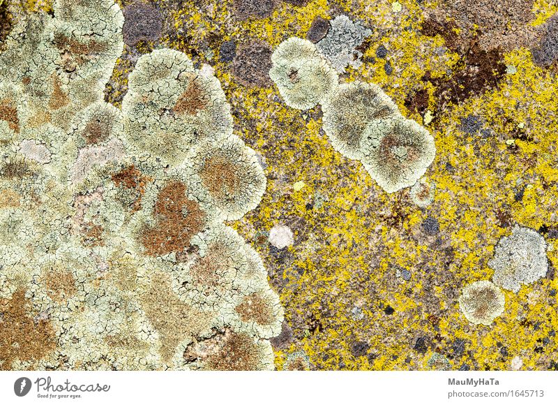 Flechten sind symbiotische Pilze und Algen. Arbeit & Erwerbstätigkeit Unternehmen Kunst Natur Pflanze Felsen Stein natürlich Farbe Oberfläche Flecken