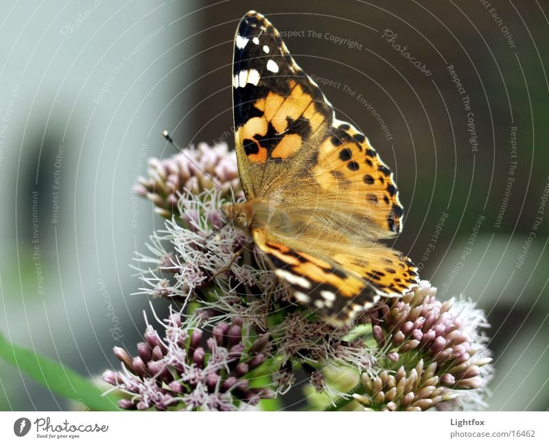 Der Admiral Schmetterling Insekt Umwelt schön Kleiner Fuchs Flügel Makroaufnahme Detailaufnahme Farbe Natur blüte nahaufnahme