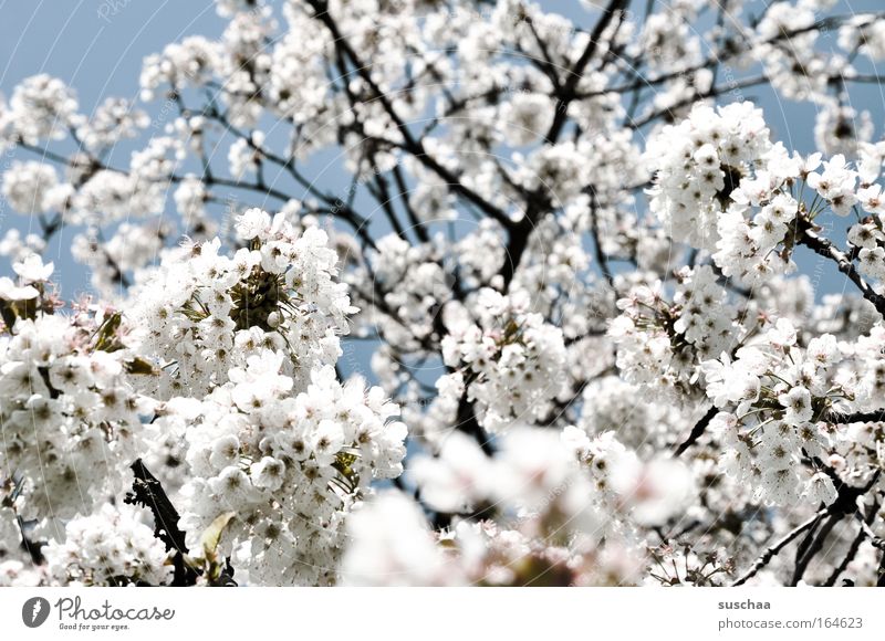 he frühling du alter hase .. Baum Ast Blüte Kirschblüten Himmel aufwärts Frühling Natur Duft frisch neu aufleben atmen energie Lust Licht Erfrischung