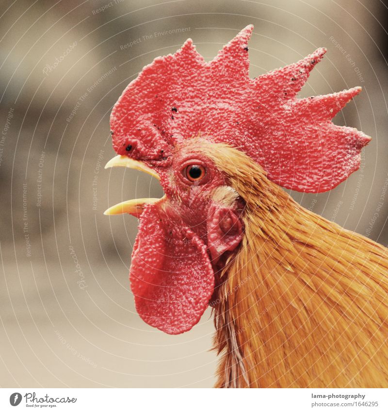 Kikerikiiii Landwirtschaft Forstwirtschaft Tier Nutztier Hahn Hahnenkamm 1 rot Bauernhof Wecker aufwachen Hühnerstall Farbfoto Außenaufnahme