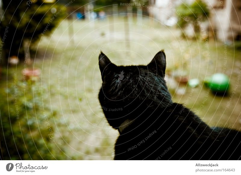 king of the backyard Farbfoto Außenaufnahme Menschenleer Tag Silhouette Starke Tiefenschärfe Blick nach hinten Wegsehen schwarzhaarig Haustier Katze 1 Tier