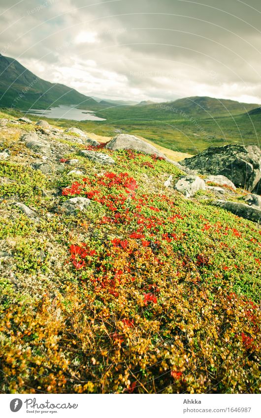 Ruska-Zeit Natur Landschaft Tier Berge u. Gebirge See entdecken grün rot Horizont Perspektive Wandel & Veränderung Ferne Skandinavien Farbfoto mehrfarbig
