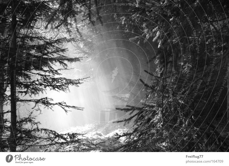 Lichtbank Schwarzweißfoto Außenaufnahme Menschenleer Tag Schatten Kontrast Zentralperspektive harmonisch Wohlgefühl Zufriedenheit ruhig Natur Pflanze