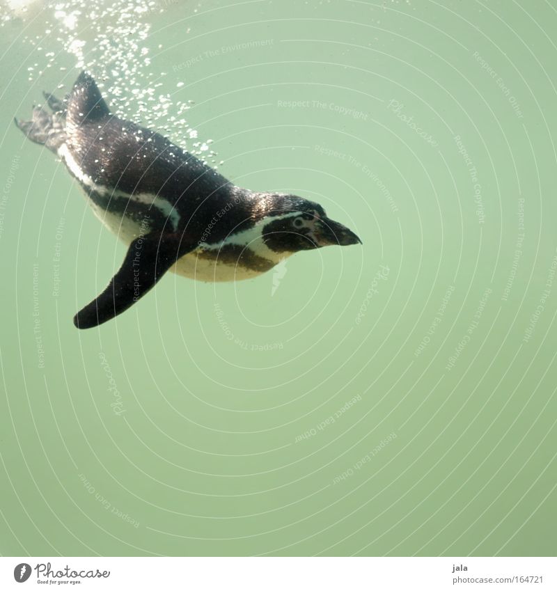 Pinguin Pool Gedeckte Farben Außenaufnahme Unterwasseraufnahme Menschenleer Textfreiraum unten Tag Tierporträt Blick Wasser Tiergesicht Flügel Zoo Aquarium 1