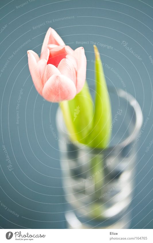 Tulpe Gedeckte Farben Innenaufnahme Unschärfe Vogelperspektive Dekoration & Verzierung Natur Frühling Pflanze Blume Glas ästhetisch glänzend blau rosa Duft