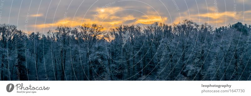 Winterpanorama Umwelt Natur Landschaft Himmel Wolken Sonne Sonnenlicht Wetter Schönes Wetter Eis Frost Schnee Schneefall Wald fantastisch kalt blau mehrfarbig