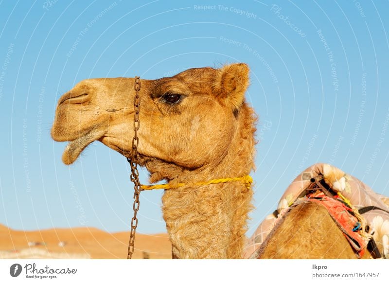 Oman leeres Viertel der Wüste ein freies Gesicht Ferien & Urlaub & Reisen Tourismus Abenteuer Safari Sommer Strand Mund Natur Tier Sand Himmel Wolken Verkehr
