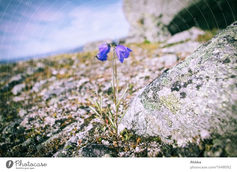 Standhaft Pflanze Blume Felsen Stein klein blau vertikal standhaft Mut bescheiden zurückhalten Schüchternheit verstecken maßgearbeitet Tapferkeit schön rau hart