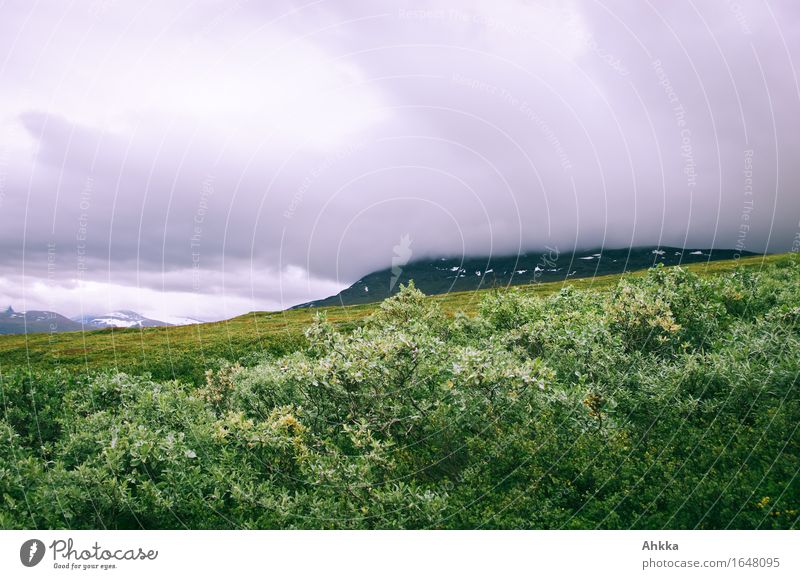 Lappvide schlechtes Wetter Regen Sträucher Weide Berge u. Gebirge grün aufstrebend Lappland Außenaufnahme Menschenleer Textfreiraum oben Froschperspektive