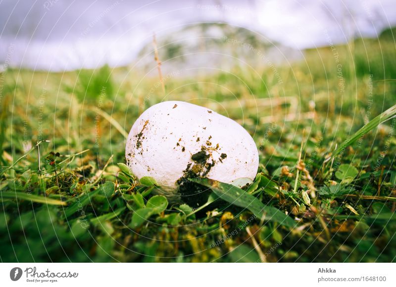 Riesenbovist Abenteuer Natur Gras Pilz Wachstum dreckig groß rund weiß bizarr entdecken Ei einzeln Pilzkopf Farbfoto Außenaufnahme Nahaufnahme Experiment