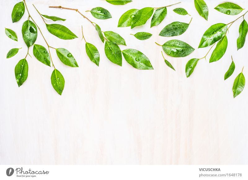 Grüne Blätter mit Wassertropfen auf weißem Holz Stil Design Alternativmedizin Sommer Umwelt Natur Pflanze Klima Blatt Garten Zeichen grün Grünpflanze