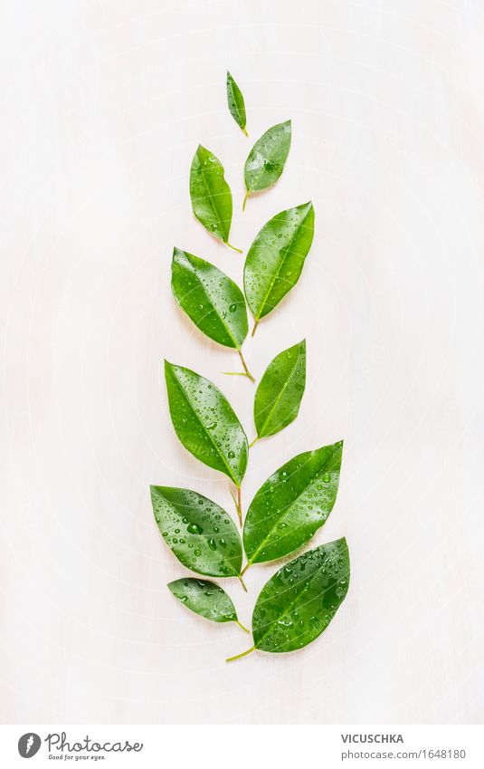 Feine grüne Blätter mit Wasser Tropfen auf weißem Holzuntergrund Stil Design Alternativmedizin Sommer Umwelt Natur Pflanze Frühling Klima Blatt Grünpflanze