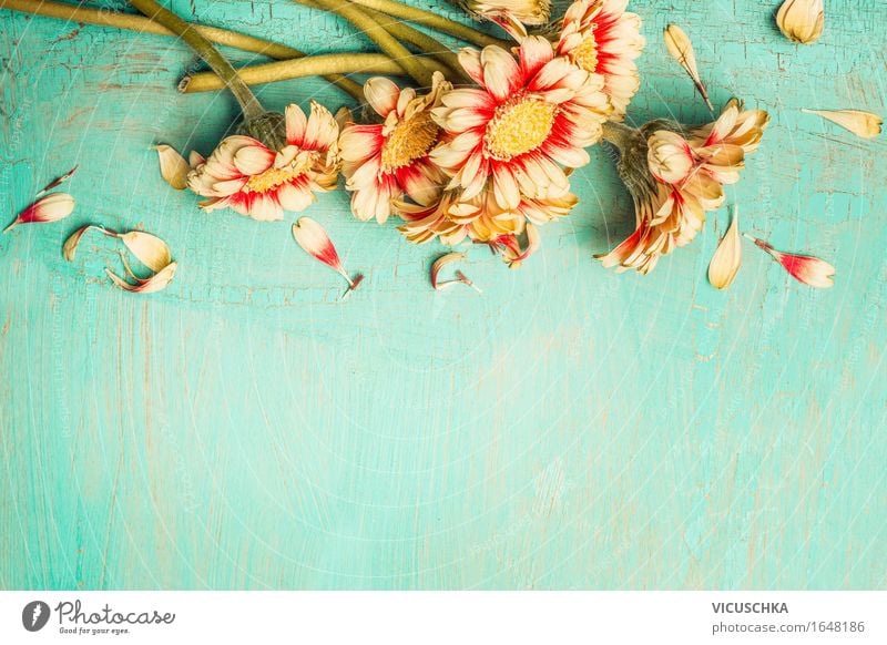 Schöne Blumen auf einem türkisfarbenen Hintergrund Stil Design Sommer Dekoration & Verzierung Feste & Feiern Valentinstag Muttertag Geburtstag Natur Pflanze