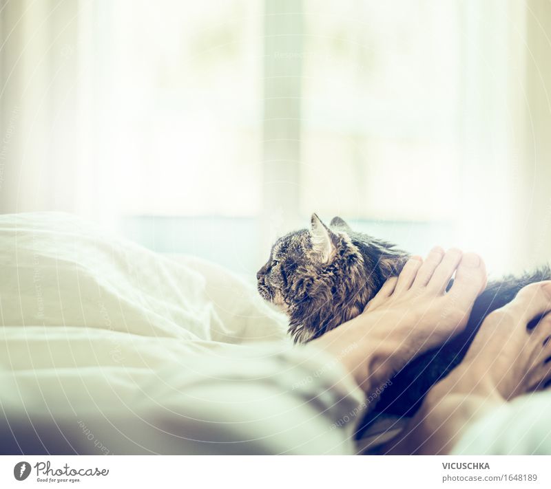 Gemeinsam wohlfühlen Lifestyle Freude Sommer Häusliches Leben Bett Schlafzimmer Mensch Frau Erwachsene Fuß Haustier Katze 1 Tier Liebe schlafen Zusammensein