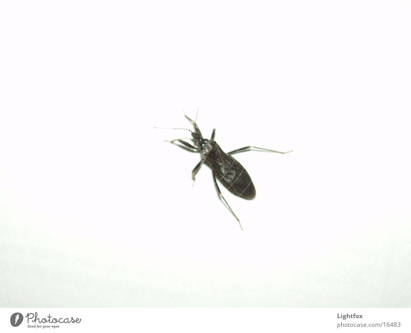 A Bugs Life Insekt schwarz Schädlinge weiß Wand Verkehr Käfer geblitztdings Natur Makroaufnahme Beine