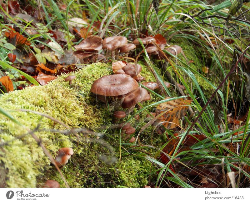 Pilze am Stamm Eifel Baum Umwelt rein Gras Jäger Sammlung Natur Moos