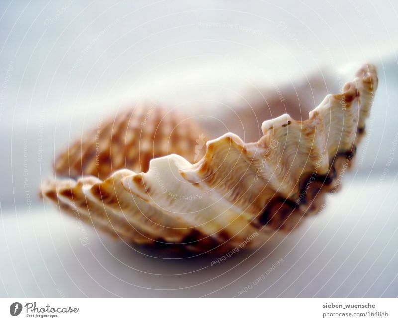 Nesthocker Umwelt Natur Muschel Muschelschale Muschelform Farbfoto Innenaufnahme Detailaufnahme Makroaufnahme Tag Starke Tiefenschärfe Zentralperspektive