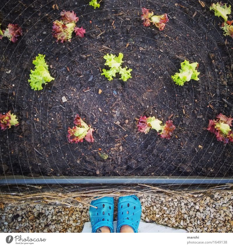 Salat anpflanzen Garten Gartenarbeit hochbeet Gärtner Schuhe Außenaufnahme Lebensmittel Ernährung Eigenanbau Ackerbau Aussaat grün