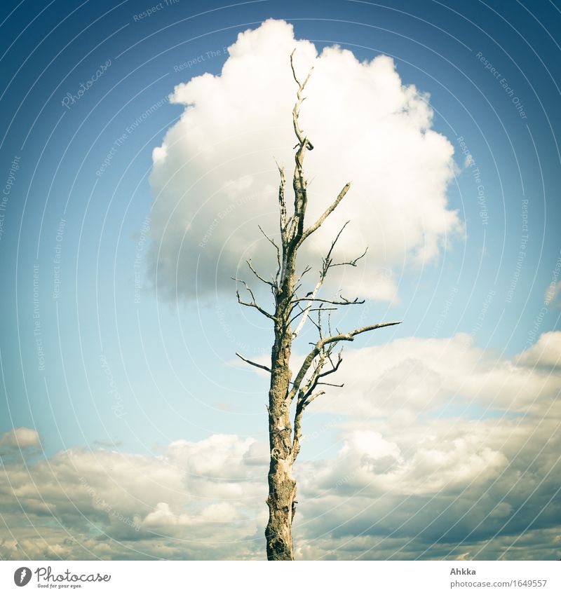 Eine Wolke erneuert die Baumkrone eines toten Baumes Gesundheit Gesundheitswesen Natur Wolken berühren Denken träumen Wachstum fantastisch wild blau weiß Glaube