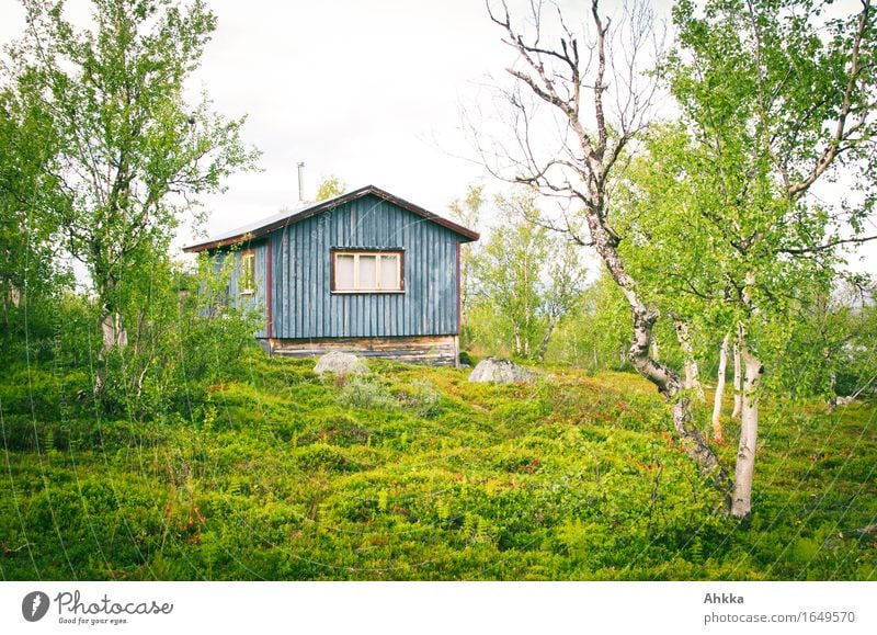 Blaue Hütte Natur Baum Moos Holzhaus blau grün authentisch Schutz Wert friedlich Skandinavien Farbfoto mehrfarbig Außenaufnahme Menschenleer Tag
