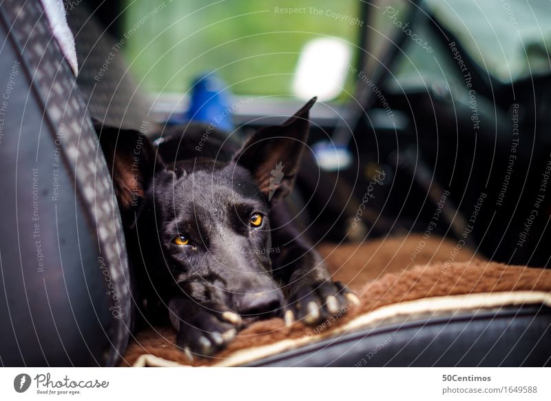 Reisen mit Hund Sommer Sommerurlaub Natur Verkehrsmittel Autofahren Fahrzeug PKW Tier Haustier 1 hören Blick Zufriedenheit Tierliebe Abenteuer Autositz schwarz