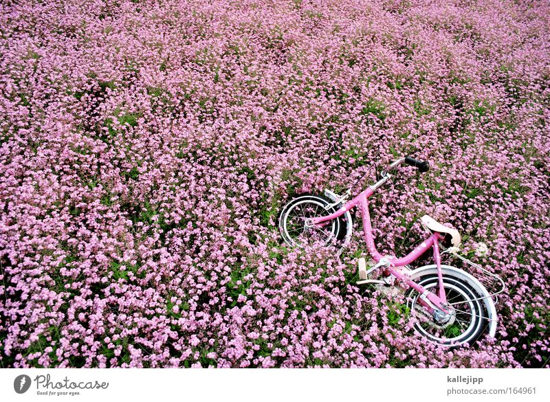 vergiss mein nicht Menschenleer Fahrrad Kindererziehung Kindergarten Fahrschule Umwelt Natur Pflanze Frühling Sommer Blume Park Verkehr Metall Freundlichkeit