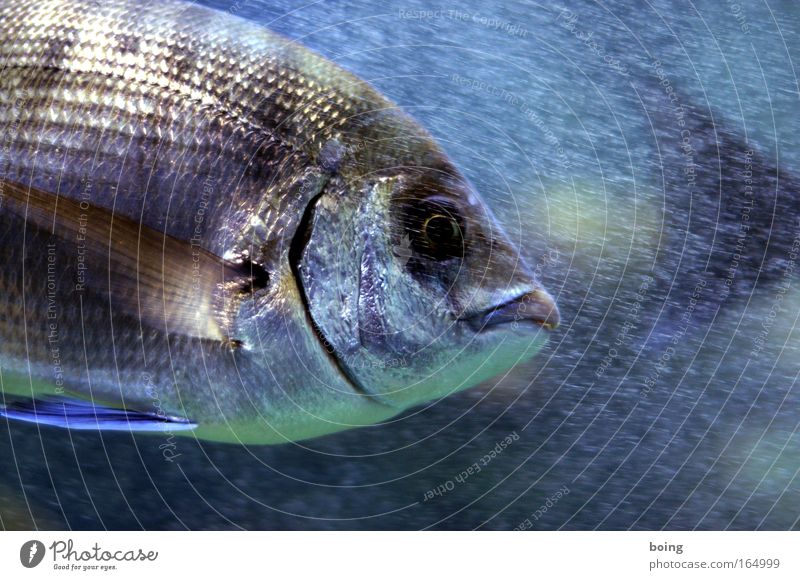 Freitagsfisch Unterwasseraufnahme Hintergrund neutral Bewegungsunschärfe Fischauge Lebensmittel Spanische Küche tauchen Wellen Küste Riff Meer Atlantik Wildtier