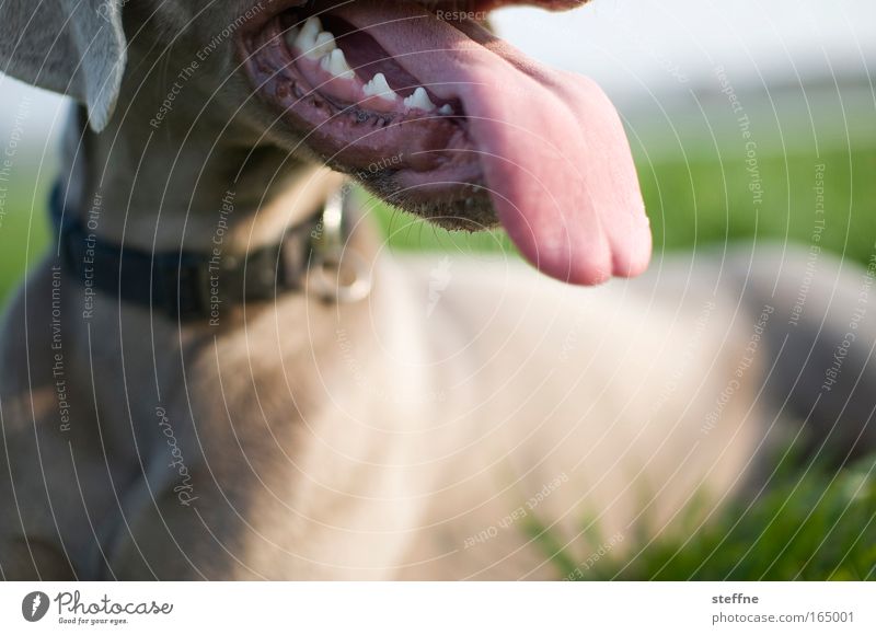 Leck mich! Farbfoto Außenaufnahme Tag Tierporträt Wegsehen Haustier Hund Jagdhund 1 atmen Erholung liegen Gebiss Zunge