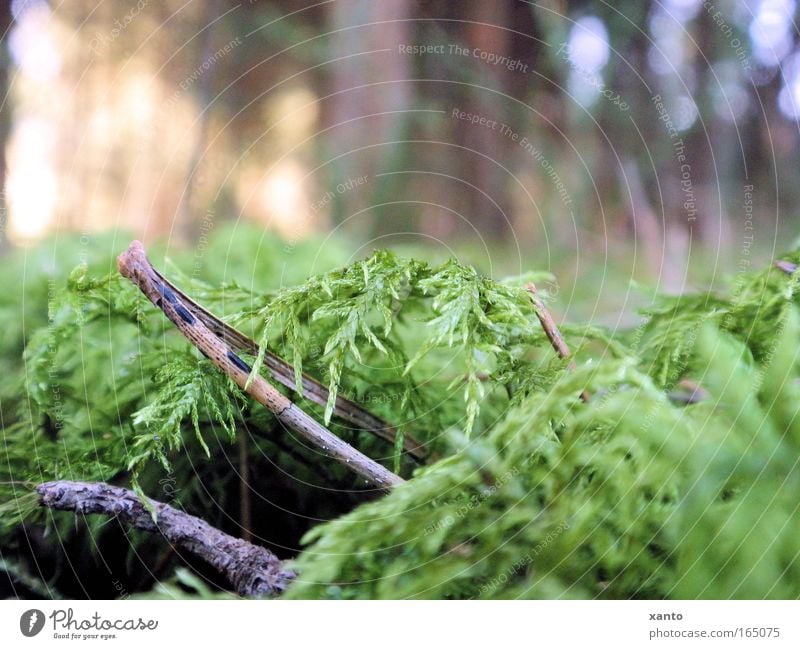 Waldboden Farbfoto Außenaufnahme Experiment Tag Froschperspektive Natur Pflanze Moos ruhig Tannennadel Boden