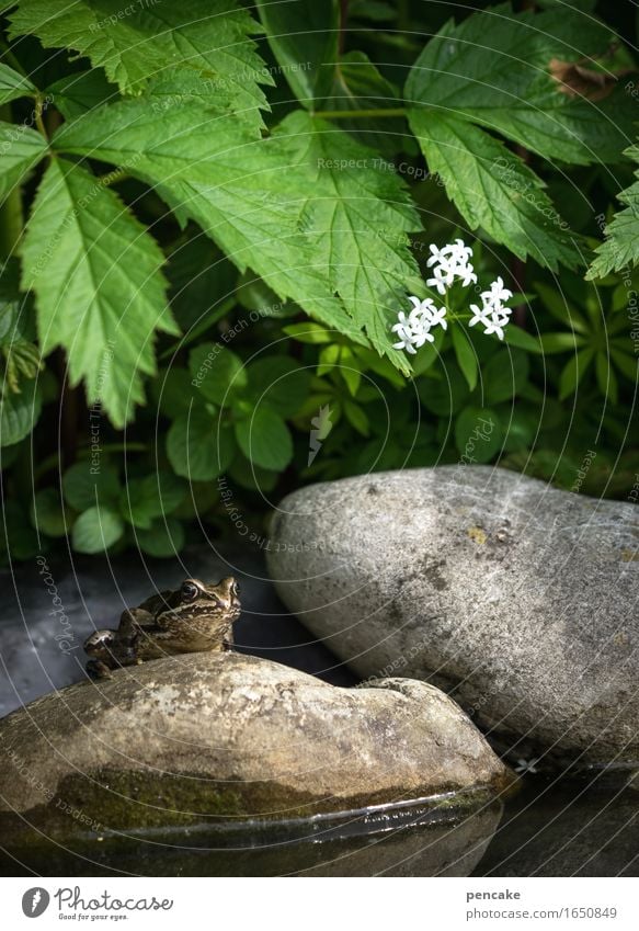 im dreiklang Natur Pflanze Wasser Frühling Sommer Blüte Teich Tier Frosch 1 Zeichen Bekanntheit Glück maritim nass niedlich einzigartig Idylle Pause träumen