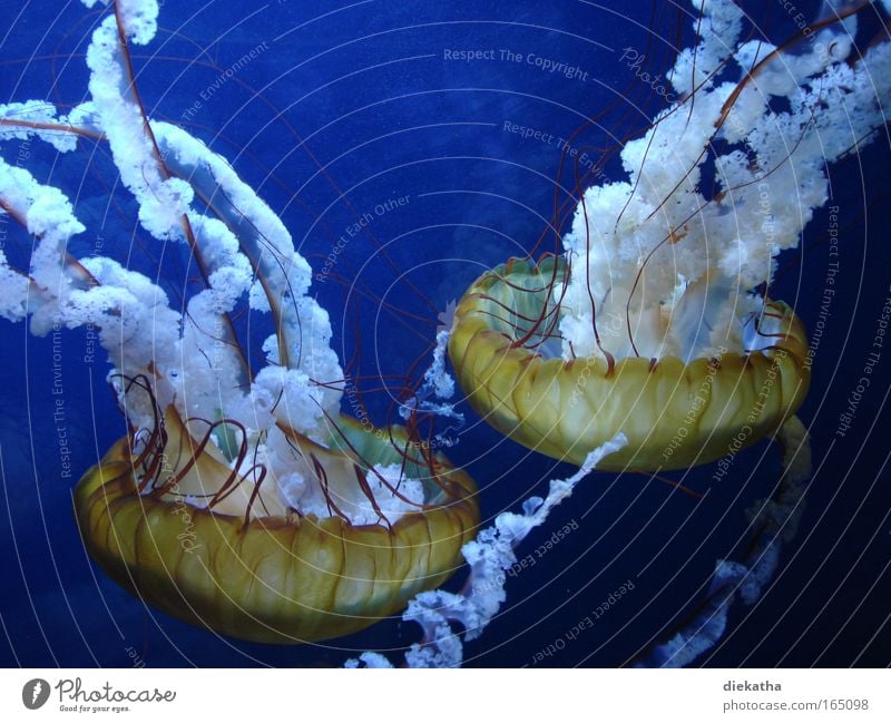 Brennnesseln Farbfoto Unterwasseraufnahme Tierporträt Wasser Meer Qualle Aquarium 2 beobachten Ekel elegant nass schleimig schön blau ruhig Angst gefährlich