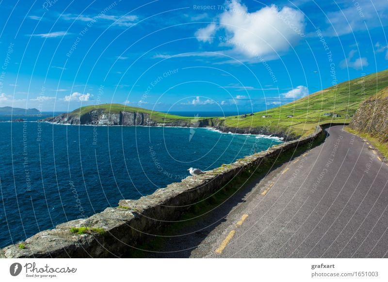 Enge Küstenstraße am Slea Head in Irland Republik Irland Straße fantastisch Atlantik Meer Reisefotografie Dingle eng Felsen Risiko gefährlich Horizont Klippe