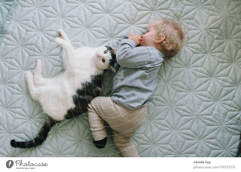 Beste Freunde Mensch Kind Baby Kleinkind Kindheit 1 1-3 Jahre Tier Haustier Katze Vertrauen Geborgenheit Freundschaft Zusammensein Tierliebe Partnerschaft