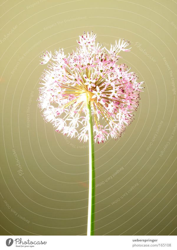 Pusteblume Farbfoto mehrfarbig Studioaufnahme Experiment Menschenleer Sonnenlicht Natur Pflanze Frühling Blume Grünpflanze Neugier