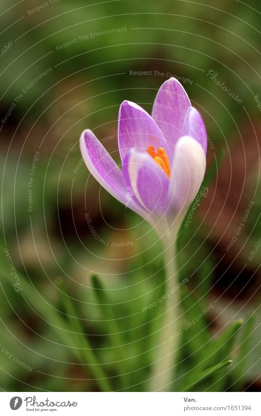 ein bisschen Frühling im grauen Oktober Natur Pflanze Blume Blüte Krokusse Garten Wachstum grün violett Farbfoto mehrfarbig Außenaufnahme Nahaufnahme