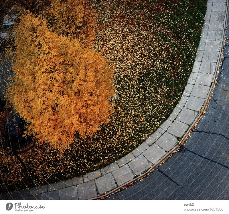 Herbstmoden Umwelt Natur Landschaft Schönes Wetter Baum Gras Herbstlaub Herbstfärbung Straße Bürgersteig mehrfarbig orange Stimmung Trauer Traurigkeit