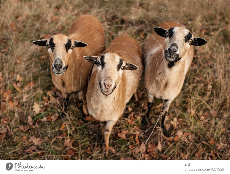 Trio Herbst Wendland Dorf Nutztier Schaf 3 Tier Tiergruppe füttern Neugier braun gelb gold Einigkeit Zusammensein Tierliebe Interesse Farbfoto Außenaufnahme