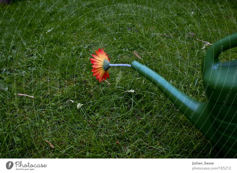 Gießkanne Umwelt Natur Pflanze Urelemente Erde Frühling Klima Klimawandel Garten Wiese Farbfoto Außenaufnahme Experiment Menschenleer Tag Zentralperspektive