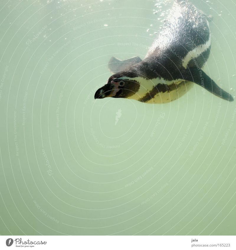 Pinguin Pool : Round Two Farbfoto Außenaufnahme Nahaufnahme Menschenleer Textfreiraum unten Tag Tierporträt Blick in die Kamera Tiergesicht Zoo Aquarium 1