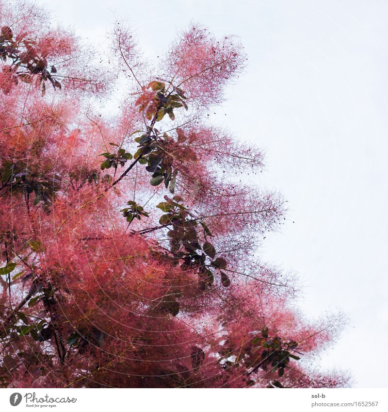 nwpc Natur Pflanze Baum Blatt schön rot Flaum Farbfoto Außenaufnahme Menschenleer Tag