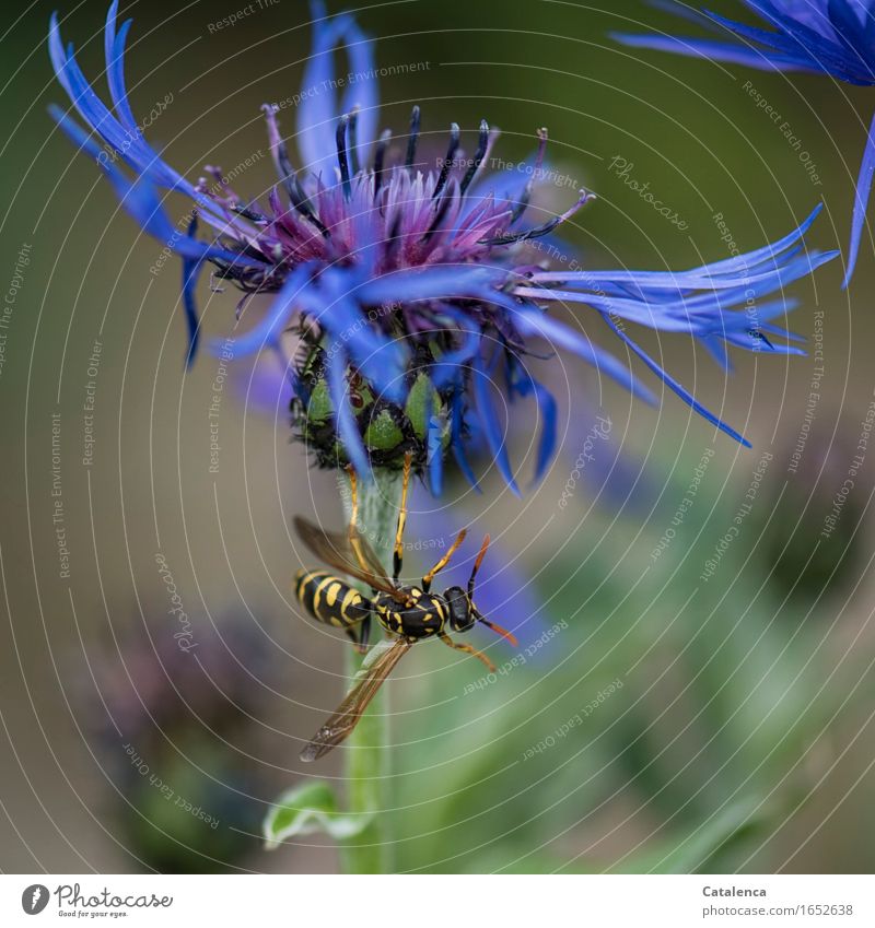 Akrobatik einer Wespe Pflanze Tier Sommer Blume Blüte Kornblume Garten Wildtier Insekt Hornissen 1 Duft fliegen blau gelb grün schwarz Tatkraft Flugangst