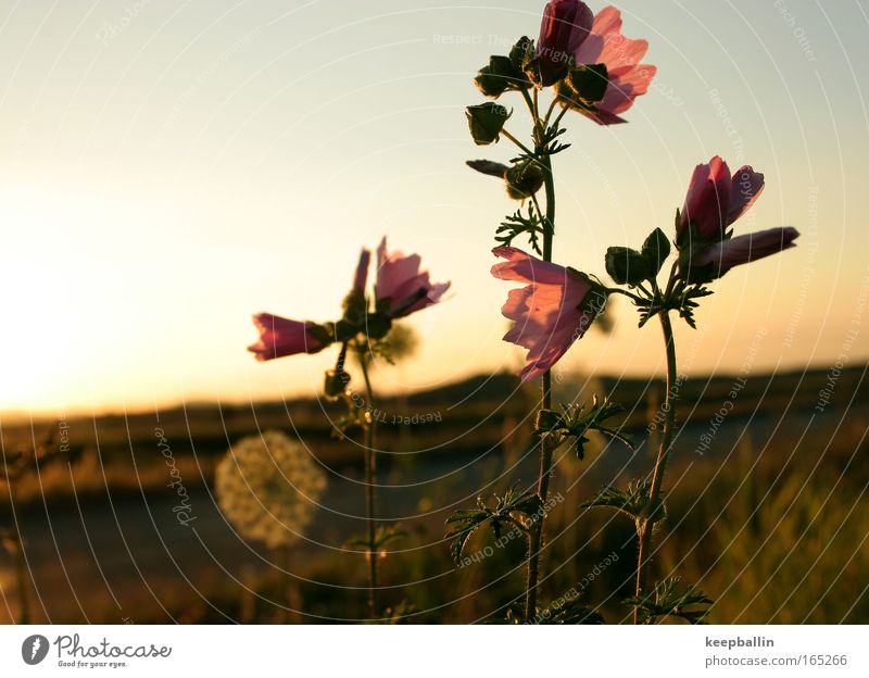 drei Farbfoto Außenaufnahme Nahaufnahme Menschenleer Dämmerung Licht Sonnenaufgang Sonnenuntergang Schwache Tiefenschärfe Zentralperspektive Natur Pflanze