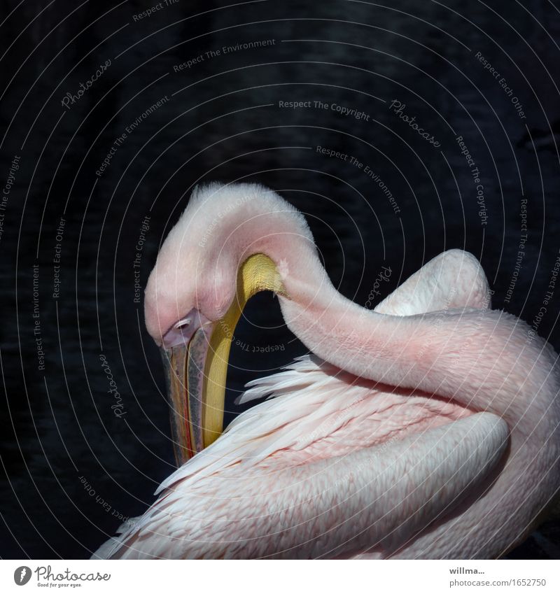 Ein Pelikan steckt seinen Schnabel ins Gefieder Wildtier Ruderfüßer Wasservogel gefiedert rosa Anmut ästhetisch elegant Textfreiraum Ästhetik