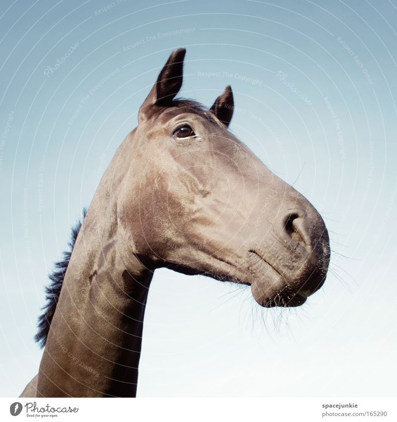 Lucky horse Farbfoto Außenaufnahme Tag Tierporträt Reiten Dorf Pferd Tiergesicht 1 entdecken elegant Freundlichkeit Neugier Frühlingsgefühle Tierliebe