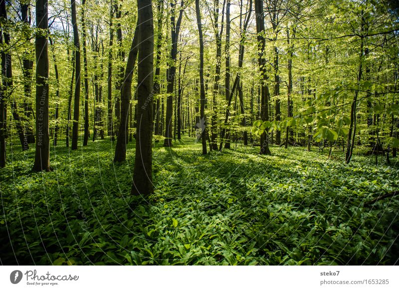 grün Frühling Schönes Wetter Wald frisch neu Sauberkeit Beginn Zufriedenheit Erholung Buchenwald Farbfoto Außenaufnahme Menschenleer Licht Schatten Sonnenlicht