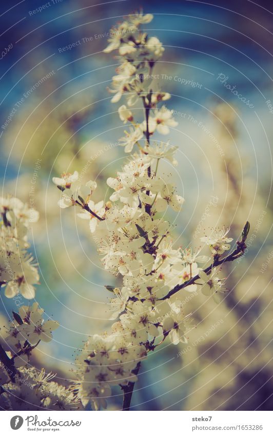 Vielblüher Frühling Blüte Wildkirsche Kirsche Blühend viele Frühlingsgefühle Beginn überschüssig Zweige u. Äste Farbfoto Freisteller Schwache Tiefenschärfe