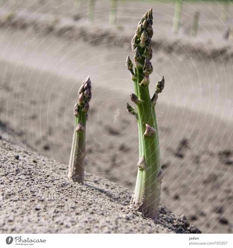 Asparagus Außenaufnahme Menschenleer Sonnenlicht Lebensmittel Spargelkopf Erde Pflanze Nutzpflanze Feld Gemüse Spargelfeld Spargeldamm 2 Wachstum vergessen