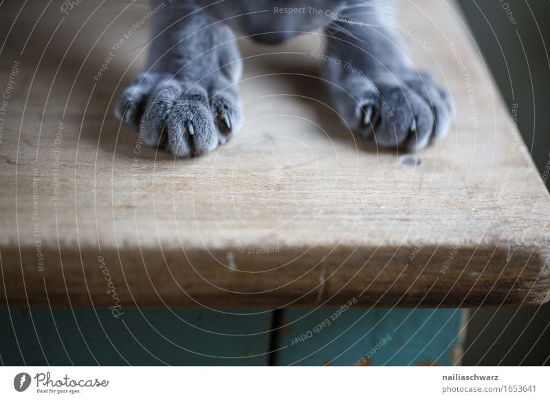 Pfoten Tier Haustier Katze Fell Krallen 1 Holz Tisch beobachten entdecken liegen elegant Freundlichkeit Fröhlichkeit niedlich schön weich blau grau grün Freude