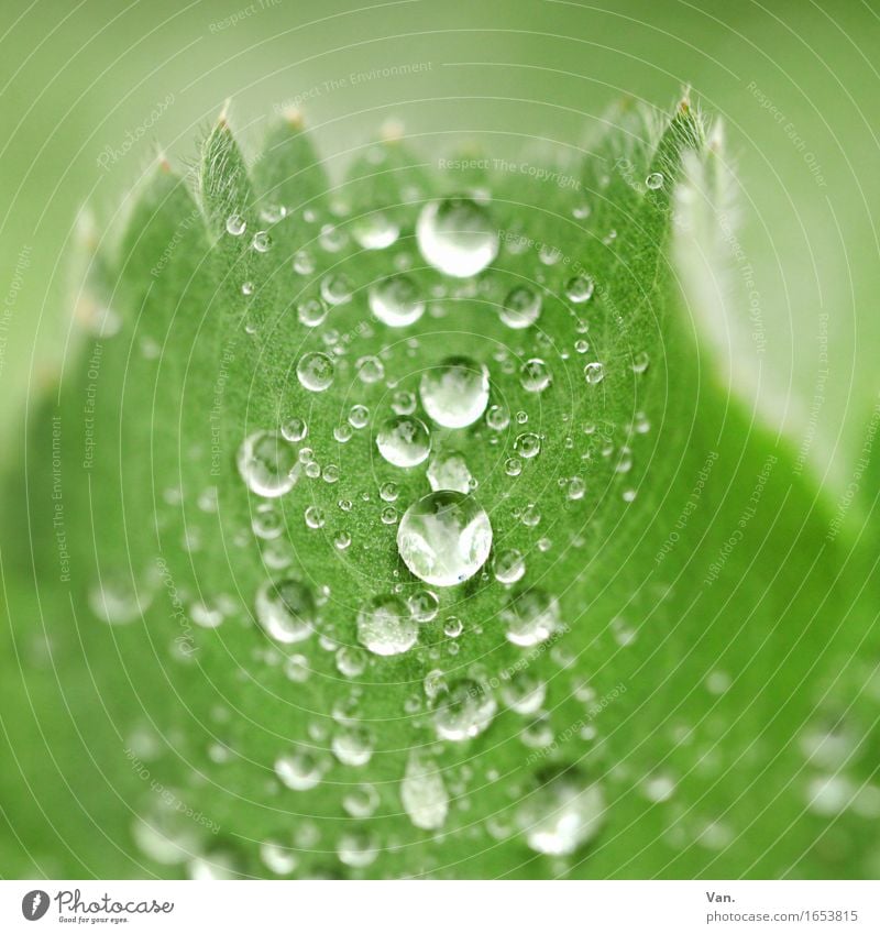 Taufrisch Natur Pflanze Wassertropfen Herbst Regen Blatt nass grün Farbfoto mehrfarbig Außenaufnahme Detailaufnahme Makroaufnahme Menschenleer Tag